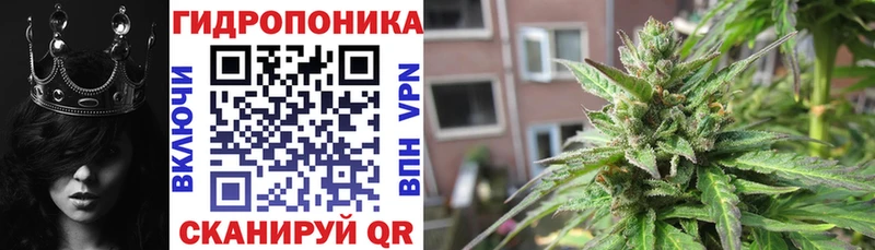 Каннабис OG Kush  Свободный 